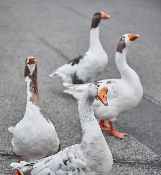 Gansos Selvagens Patos Coexistem Com Pessoas Nadando — Fotografia de Stock