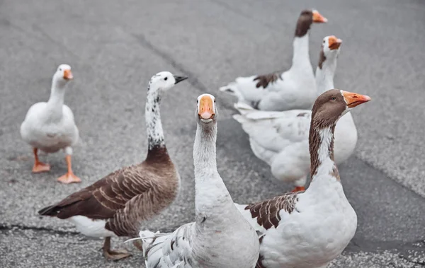 Wildgänse Und Enten Koexistieren Mit Schwimmenden Menschen — Stockfoto