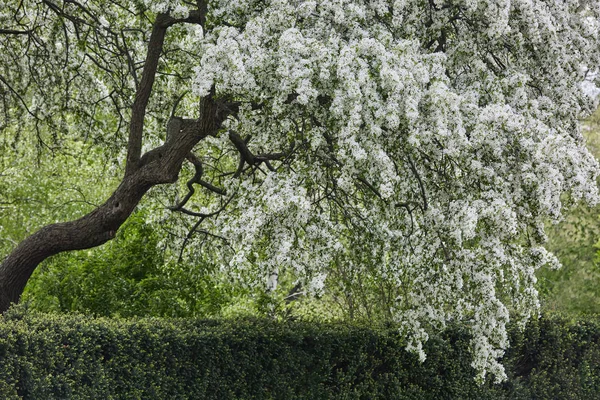 Blooming trees spring season beautiful nature — Stock Photo, Image