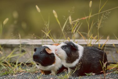 iki sevimli kobay sevimli amerikan tricolored üzerinde girdap ile 