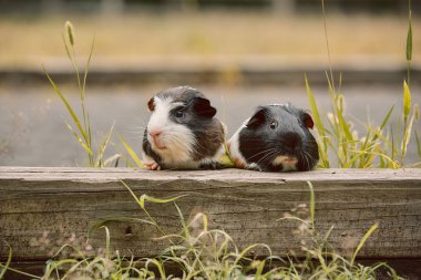 iki sevimli kobay sevimli amerikan tricolored üzerinde girdap ile 