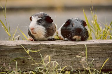 iki sevimli kobay sevimli amerikan tricolored üzerinde girdap ile 