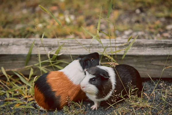 2つのかわいいモルモット愛らしいアメリカのトリカラーの上に渦巻き — ストック写真