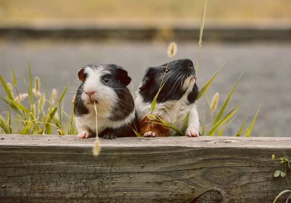 两个可爱的豚鼠可爱的美国三色与漩涡上 — 图库照片