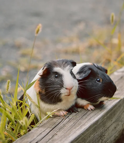 两个可爱的豚鼠可爱的美国三色与漩涡上 — 图库照片