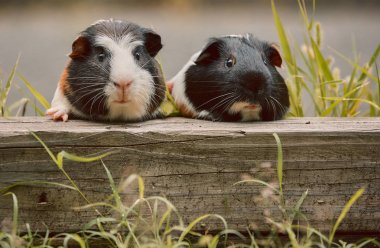 iki sevimli kobay sevimli amerikan tricolored üzerinde girdap ile 