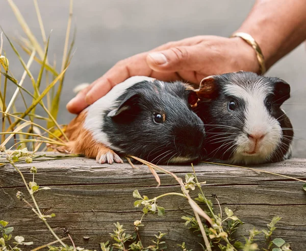 2つのかわいいモルモット愛らしいアメリカのトリカラーの上に渦巻き — ストック写真