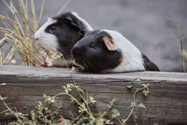 iki sevimli kobay sevimli amerikan tricolored üzerinde girdap ile 