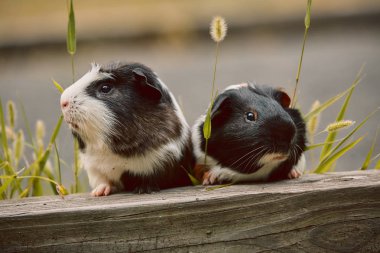 iki sevimli kobay sevimli amerikan tricolored üzerinde girdap ile 