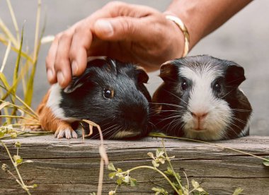 iki sevimli kobay sevimli amerikan tricolored üzerinde girdap ile 