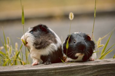 iki sevimli kobay sevimli amerikan tricolored üzerinde girdap ile 