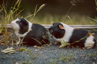 iki sevimli kobay sevimli amerikan tricolored üzerinde girdap ile 