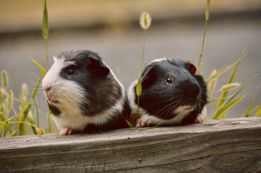 iki sevimli kobay sevimli amerikan tricolored üzerinde girdap ile 