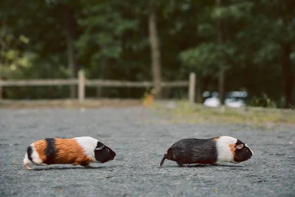 2つのかわいいモルモット愛らしいアメリカのトリカラーの上に渦巻き — ストック写真