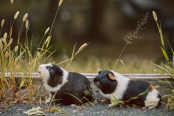 two cute guinea pigs adorable american tricolored with swirl on