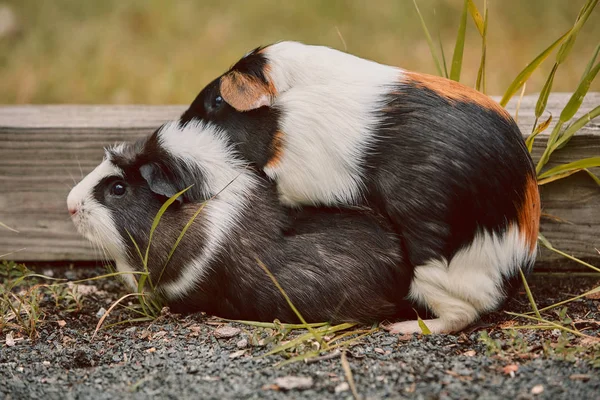 2つのかわいいモルモット愛らしいアメリカのトリカラーの上に渦巻き — ストック写真