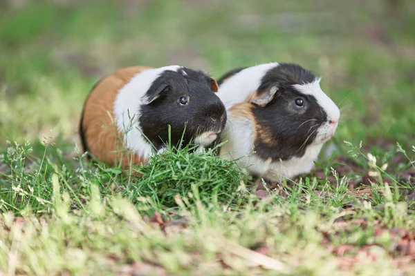 2つのかわいいモルモット愛らしいアメリカのトリカラーの上に渦巻き — ストック写真