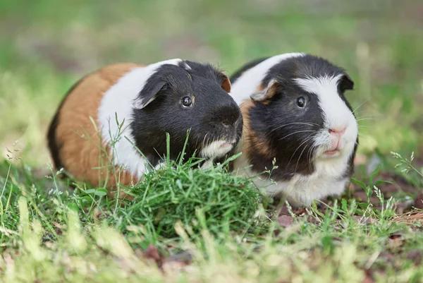 2つのかわいいモルモット愛らしいアメリカのトリカラーの上に渦巻き — ストック写真