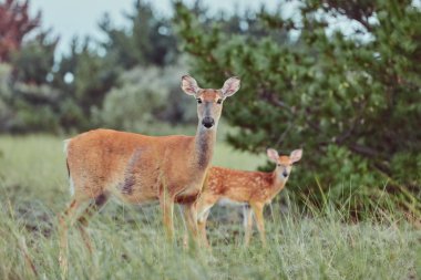Vahşi geyikler ormanda açık havada ot yiyen korkusuz güzel bir
