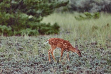 Vahşi geyikler ormanda açık havada ot yiyen korkusuz güzel bir