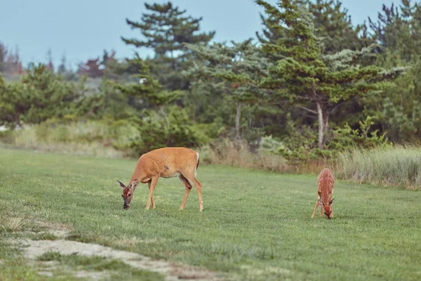 Ciervos salvajes al aire libre en el bosque comiendo hierba intrépida hermosa y — Foto de Stock