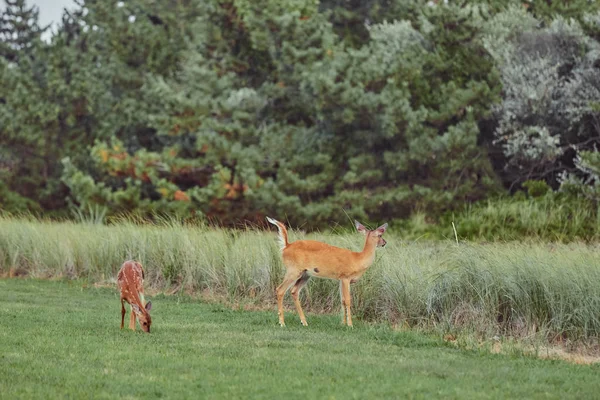 Veados selvagens ao ar livre na floresta comendo grama destemido bonito um — Fotografia de Stock