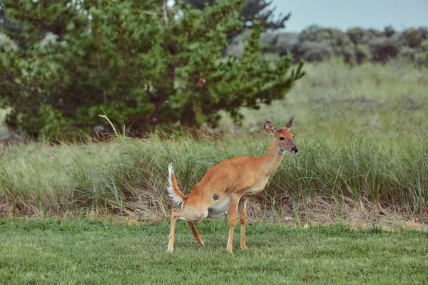 Cerfs sauvages à l'extérieur dans la forêt faire pipi — Photo