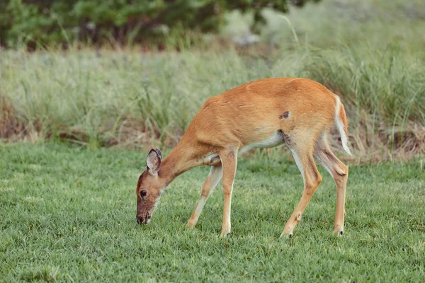 Ciervos salvajes al aire libre en el bosque comiendo hierba intrépida hermosa y —  Fotos de Stock