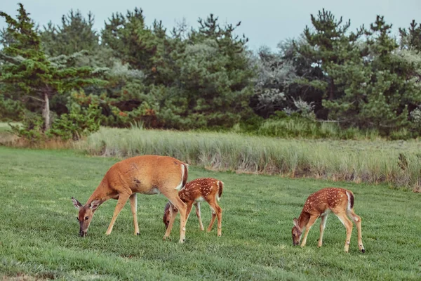 Три диких оленя на улице в лесу едят траву бесстрашной красоты — стоковое фото