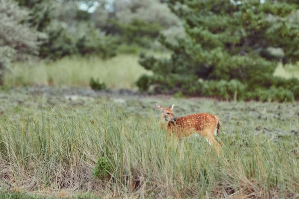 Cerbi sălbatici în aer liber în pădure mănâncă iarbă neînfricat frumos un — Fotografie, imagine de stoc