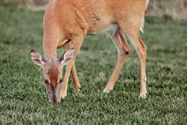 Cerfs sauvages à l'extérieur dans la forêt mangeant de l'herbe sans peur belle une — Photo