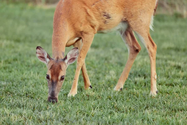 Rehe im Wald fressen Gras furchtlos schön — Stockfoto