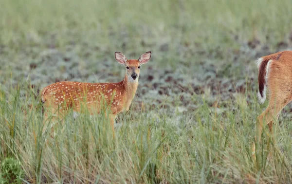 Ciervos salvajes al aire libre en el bosque comiendo hierba intrépida hermosa y — Foto de Stock