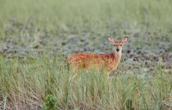 Cerfs sauvages à l'extérieur dans la forêt mangeant de l'herbe sans peur belle une — Photo