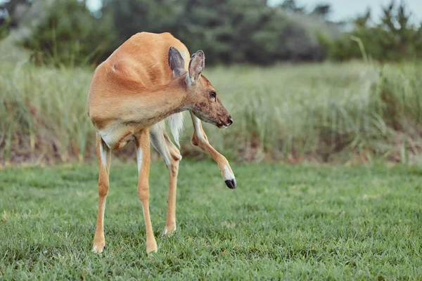 Cerfs sauvages à l'extérieur dans la forêt mangeant de l'herbe sans peur belle une — Photo