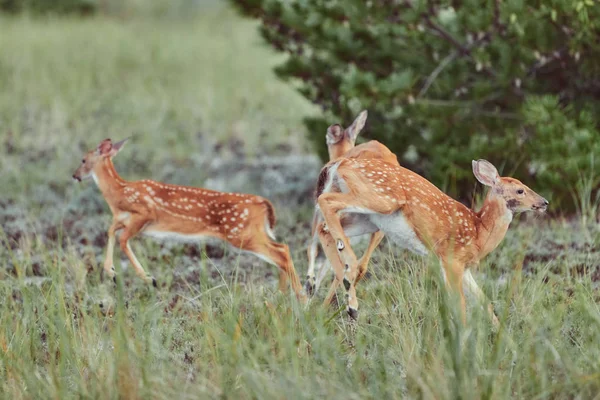 Veados selvagens ao ar livre na floresta comendo grama destemido bonito um — Fotografia de Stock