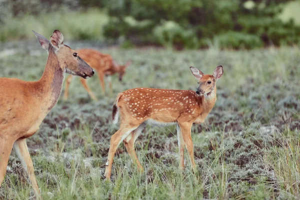 Ciervos salvajes al aire libre en el bosque comiendo hierba intrépida hermosa y — Foto de Stock