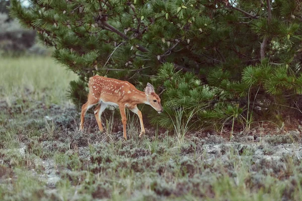 Dzikie jelenie na zewnątrz w lesie jedzenia trawy nieustraszona piękna — Zdjęcie stockowe
