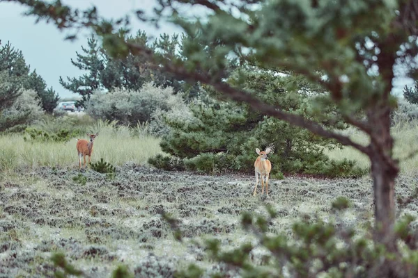 Wild herten buitenshuis in bos eten gras onverschrokken mooi een — Stockfoto