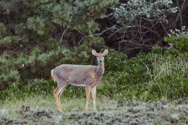 Ciervos salvajes al aire libre en el bosque comiendo hierba intrépida hermosa y — Foto de Stock
