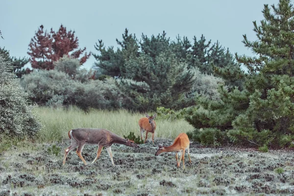 Дикие олени на открытом воздухе в лесу едят траву бесстрашной красивой — стоковое фото