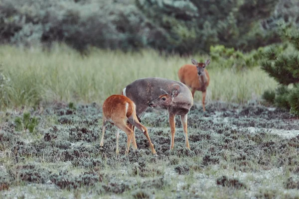 Дикие олени на открытом воздухе в лесу едят траву бесстрашной красивой — стоковое фото
