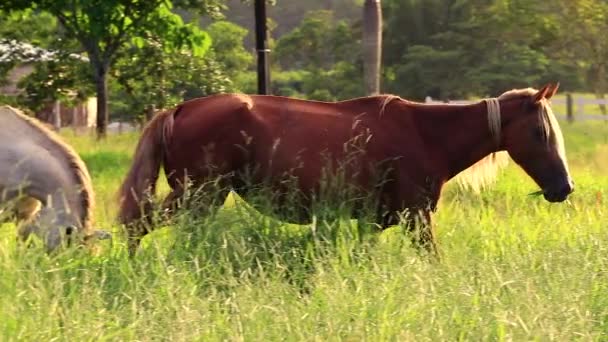 Hermoso Caballo Comiendo Hierba — Vídeos de Stock