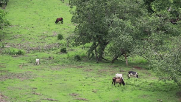 Algunas Vacas Pastando Desde Vista Ángulo Alto Muy Lejos — Vídeos de Stock