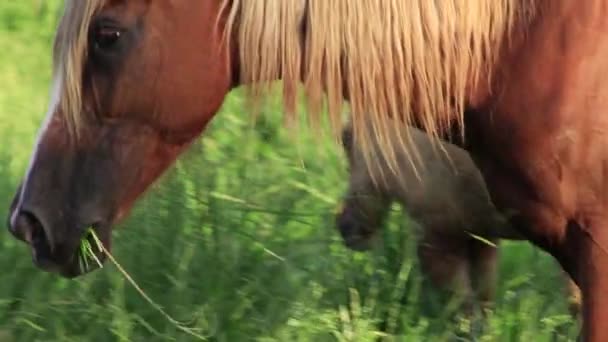 Коричневый Конь Светлые Волосы Едят Траву Зеленом Поле — стоковое видео