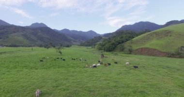 Sığır ve gerçekten güzel bir manzara, Rio de Janeiro, öğleden sonra sırasında hava görüntüleri