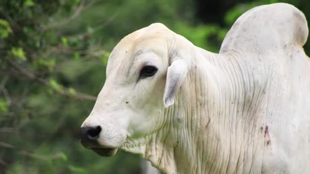 白色公牛关闭的头 与可疑的外观 — 图库视频影像