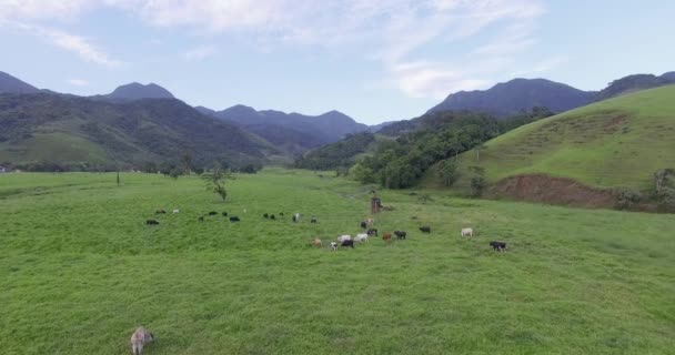 Aerial Footage Cattle Really Beautiful Landscape Rio Janeiro Afternoon — Stock Video