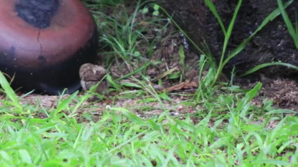 食べ物を探し 草の上を歩く小さいと楽しい鳥パン ブラジルでのカメラの Moviment で撮影 — ストック動画