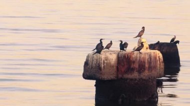 çok fazla kirli bir bay, Rio de Janeiro, Brezilya ortasında eski bir ayağı üstüne kuş